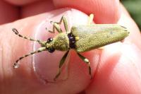 Lepturobosca virens