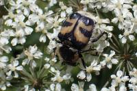 Trichius fasciatus
