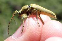 Lepturobosca virens