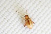 Longitarsus jacobaeae
