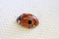 Adalia bipunctata