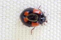 Adalia bipunctata
