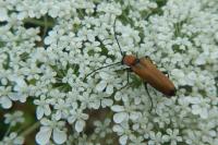 Anogcodes ustulatus