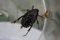 Oxythyrea funesta