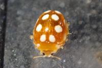 Vibidia duodecimguttata