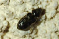Heterocerus fenestratus