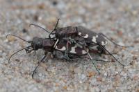 Cicindela hybrida