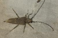 Saperda carcharias