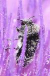 Acmaeoderella perroti perroti