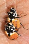 Hippodamia variegata