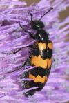 Mylabris variabilis