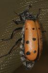 Hycleus duodecimpunctatus