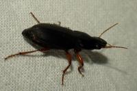 Pseudoophonus rufipes