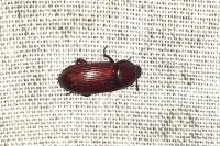 Uloma culinaris