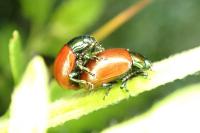 Chrysolina polita