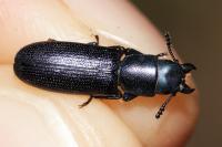 Temnoscheila caerulea