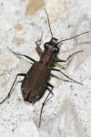 Cylindera germanica