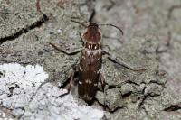 Xylotrechus stebbingi