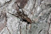 Xylotrechus stebbingi