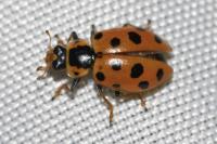 Hippodamia tredecimpunctata
