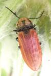 Anostirus gracilicollis