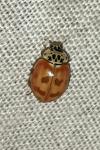 Harmonia quadripunctata