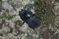 Dorcus parallelipipedus