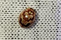 Myrrha octodecimguttata