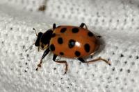 Hippodamia tredecimpunctata