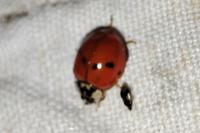 Adalia bipunctata