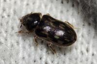 Heterocerus fenestratus