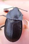 Silpha tyrolensis