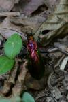 Carabus splendens