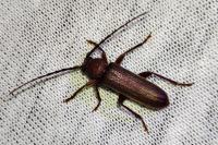 Arhopalus rusticus