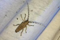 Saperda carcharias