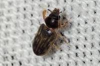 Heterocerus fenestratus