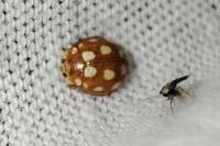 Vibidia duodecimguttata