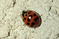 Harmonia axyridis