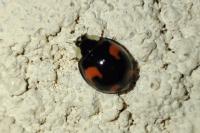 Harmonia axyridis