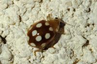 Vibidia duodecimguttata