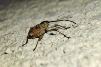 Curculio elephas