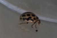 Tytthaspis sedecimpunctata