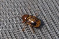 Cryptocephalus pusillus