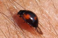 Exochomus quadripustulatus