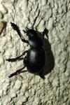 Timarcha tenebricosa