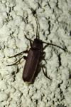 Arhopalus rusticus