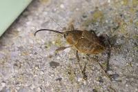 Curculio nucum