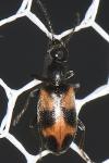 Anthicus antherinus