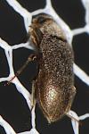 Dryopidae