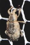 Lissorhoptrus oryzophilus